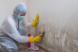 Best Mold Damage Restoration  in Valdosta, GA